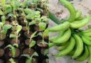 Introducing “Agric4Profit Plantain Farm Set-Up”
