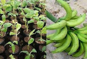 Introducing “Agric4Profit Plantain Farm Set-Up”