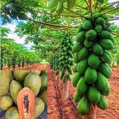 Comprehensive Paw-Paw (Papaya) Farming Guide