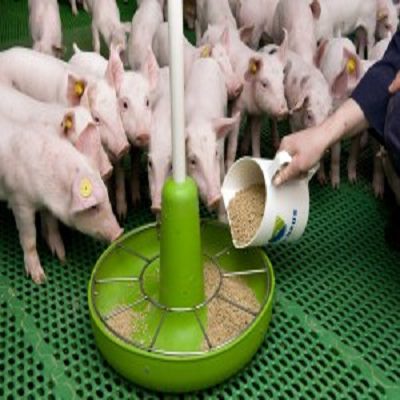 Comprehensive Pig Farming Guide