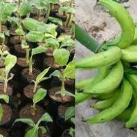 Buy your Hybrid Elephant Giant Plantain Suckers