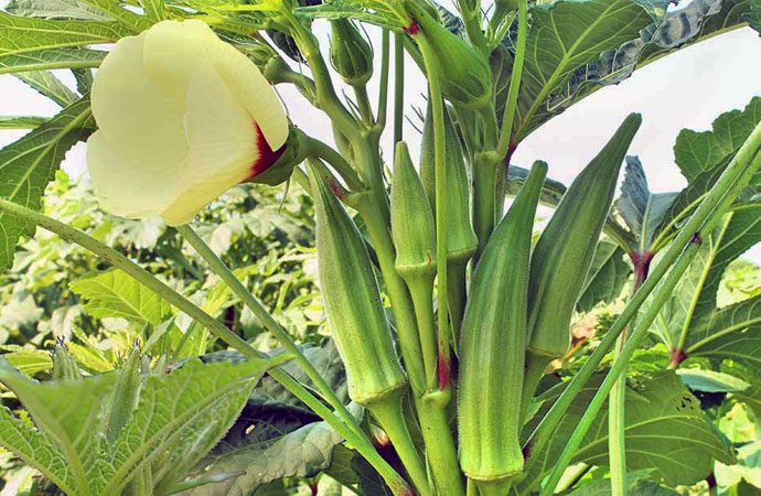 Okra Plant: Health Benefits, Facts and Recipes