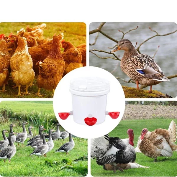 1Pcs Automatic Chicken Water Feeder Drinking Cups Poultry Kit for Chicks Duck Goose Turkey Quail Feeding & Watering Supplie