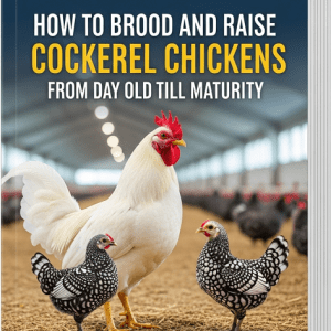How to Brood and Raise Cockerel Chickens from Day Old Till Maturity