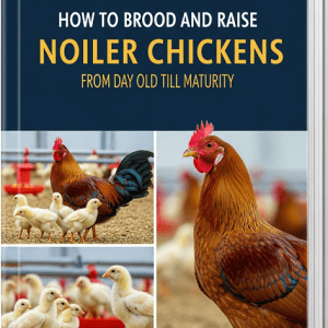 How to Brood and Raise Noiler Chickens from Day Old Till Maturity