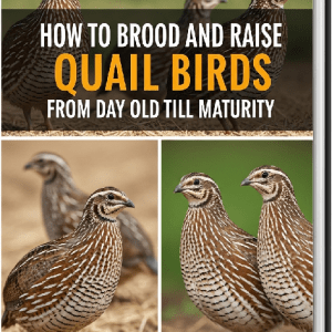 How to Brood and Raise Quail Birds from Day Old Till Maturity