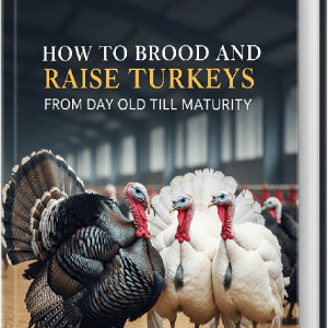 How to Brood and Raise Turkeys from Day Old Till Maturity